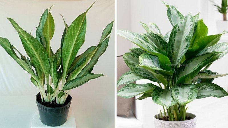 Bài trí cây phong thủy đúng vị trí giúp tối ưu hóa công năng phong thủy của cây.