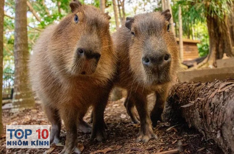 capybara là gì - Giao tiếp và tính cách
