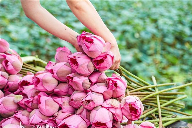 Sentayho net - Cách truy cập và tìm kiếm nội dung nhanh