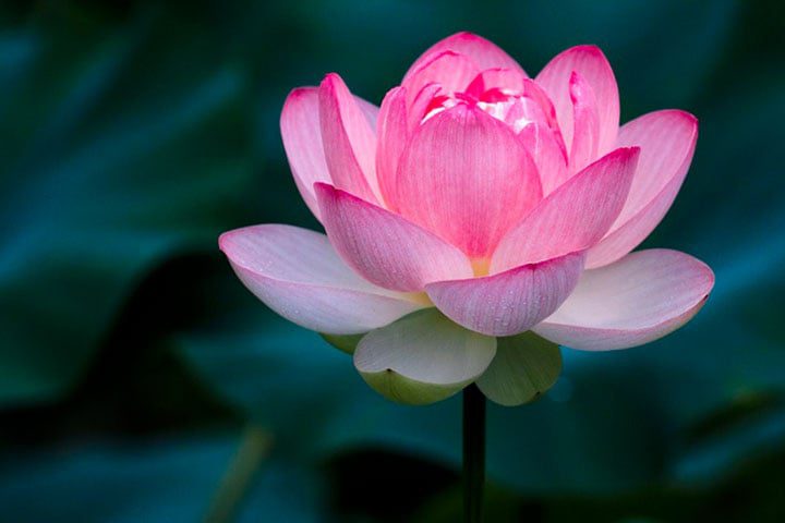 Hoa sen là biểu tượng của sự thanh khiết, giác ngộ và vẻ đẹp tâm hồn Việt.