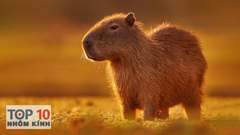 capybara là gì - Đặc điểm hình thái cơ bản